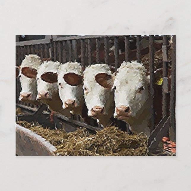 Postal Hereford Cattle (Anverso)