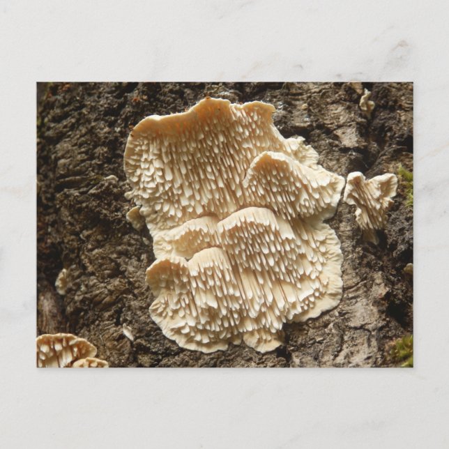 Postal Hericium cirrhatum Postcard (Anverso)