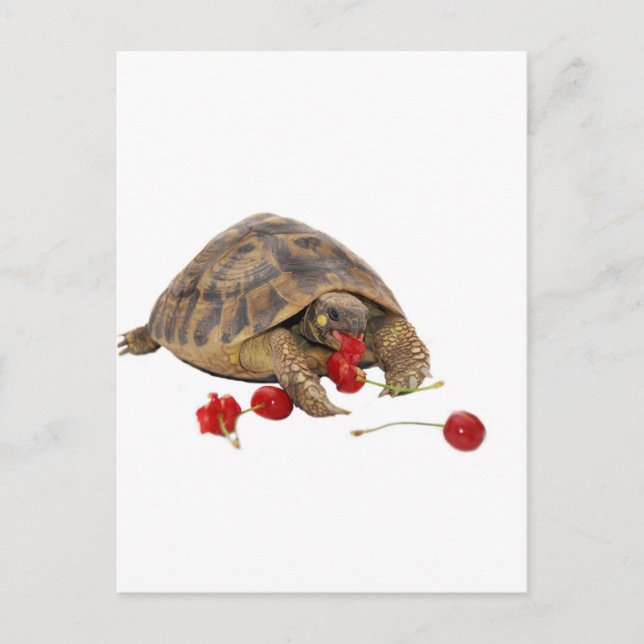 Postal Hermann Tortoise y Strawberries (Anverso)