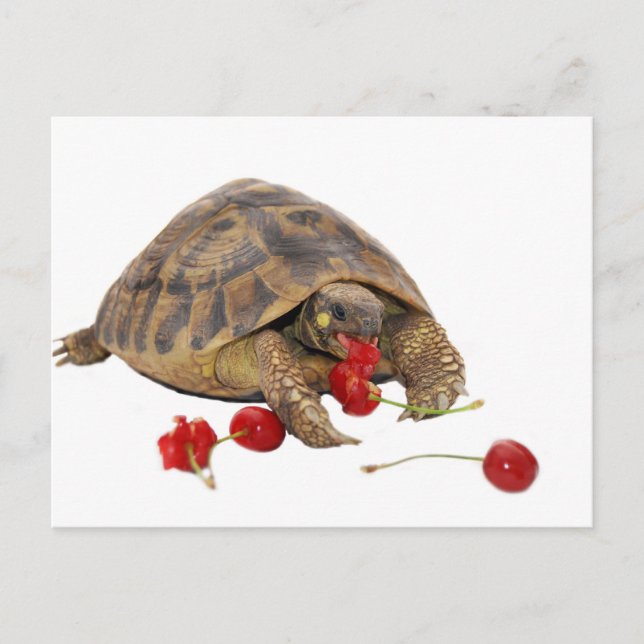 Postal Hermann Tortoise y Strawberries (Anverso)