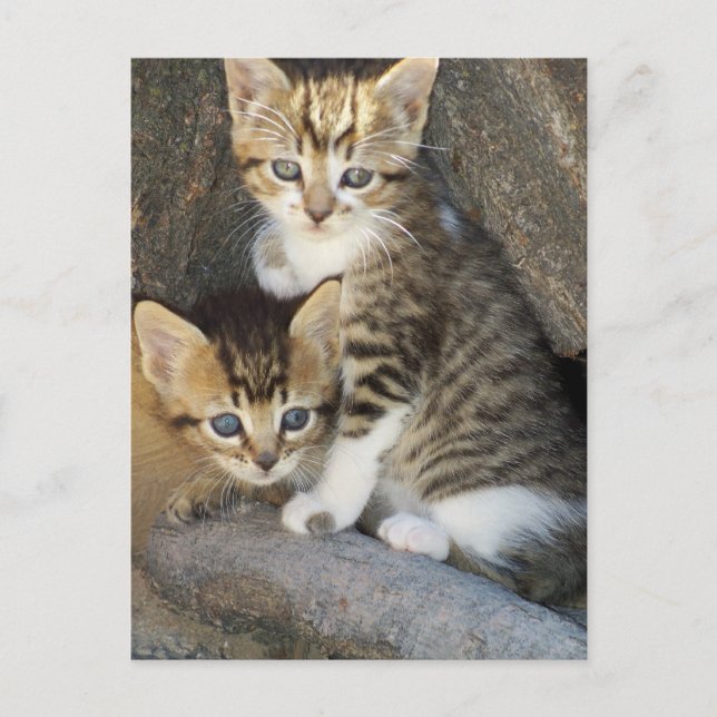 Postal Hermanos (Anverso)