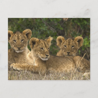 Postal Hermanos leones