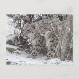 Postal Hermanos leopardo de las nieves caminan en la niev