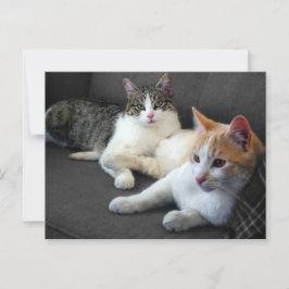 Postal Hermanos y hermanas Kitties