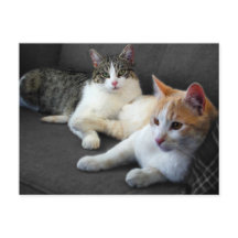 Hermanos y hermanas Kitties