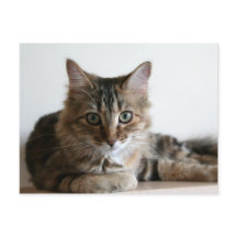 Hermione en el estante