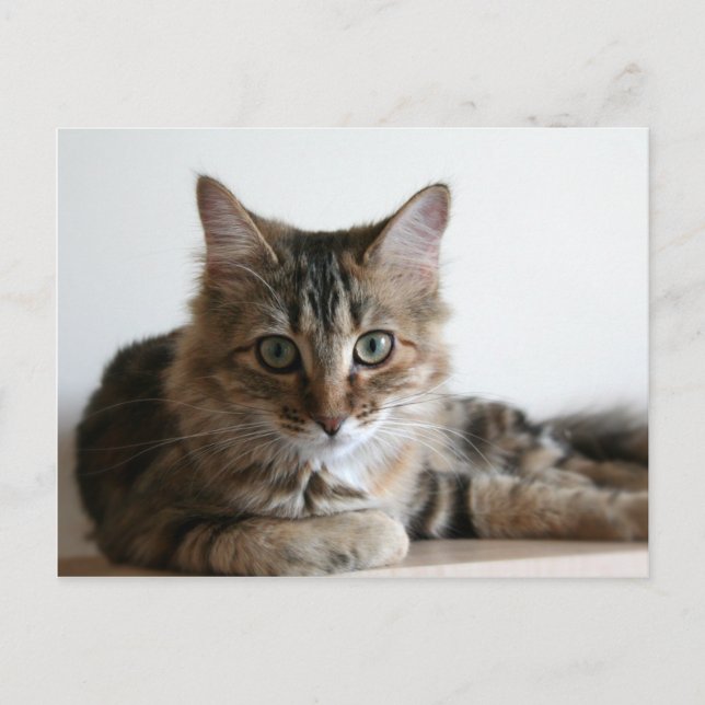 Postal Hermione en el estante (Anverso)