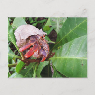 Postal Hermit Crab