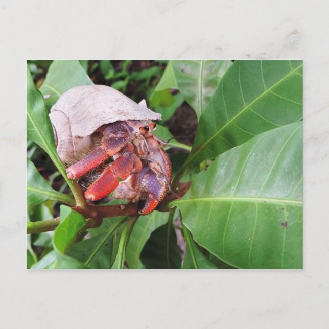 Postal Hermit Crab (Anverso)