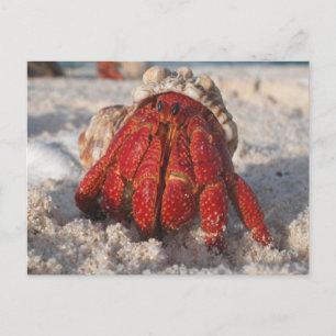 Postal Hermit Crab