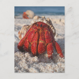 Postal Hermit Crab