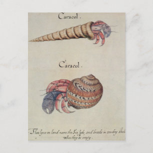 Postal Hermit Crab