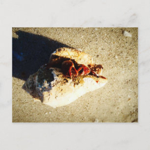 Postal Hermit Crab Clearwater Beach Florida