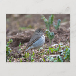 Postal Hermit Thrush