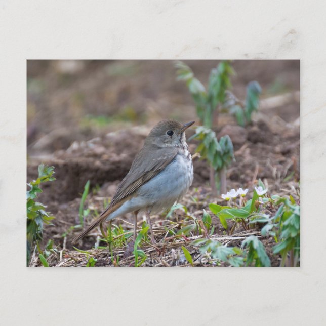 Postal Hermit Thrush (Anverso)