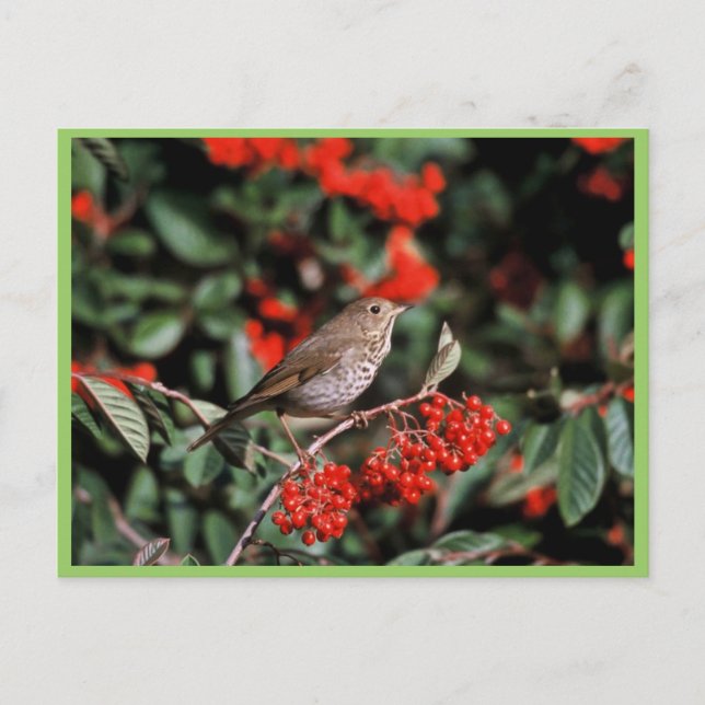 Postal Hermit Thrush (Anverso)