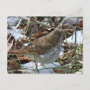 Postal Hermit Thrush