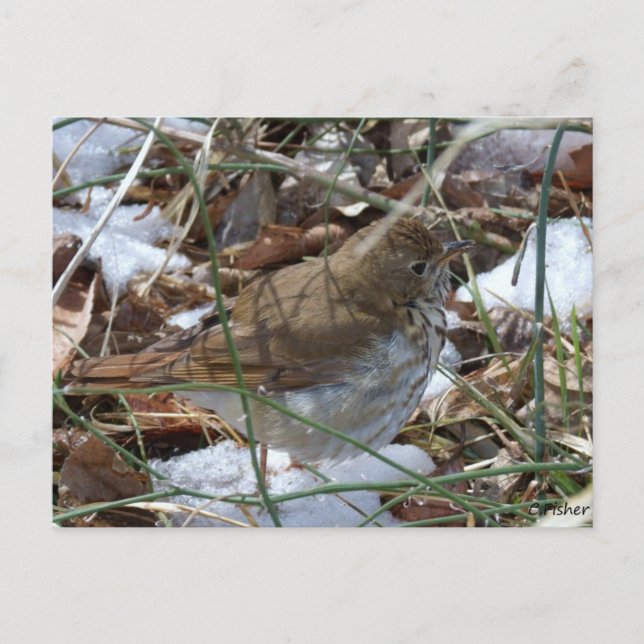Postal Hermit Thrush (Anverso)