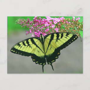 Postal hermosa 6 de la mariposa de Swallowtail del