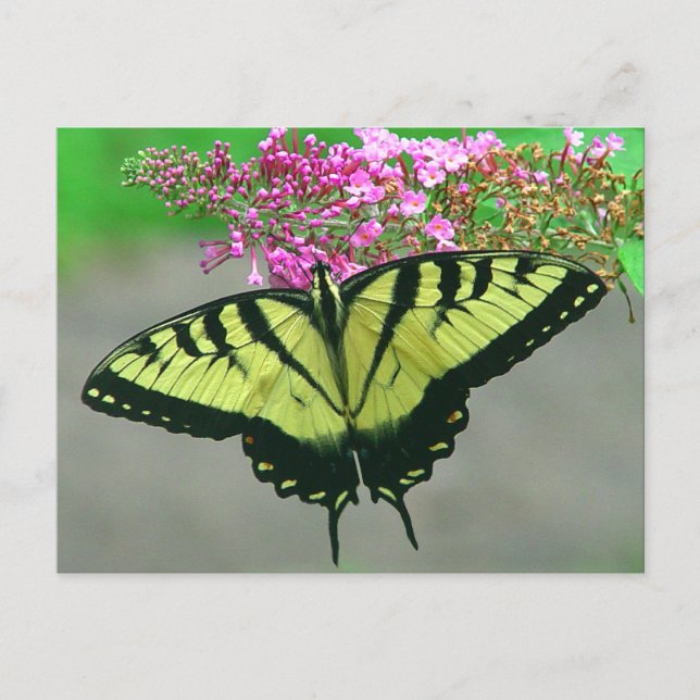 Postal hermosa 6 de la mariposa de Swallowtail del (Anverso)