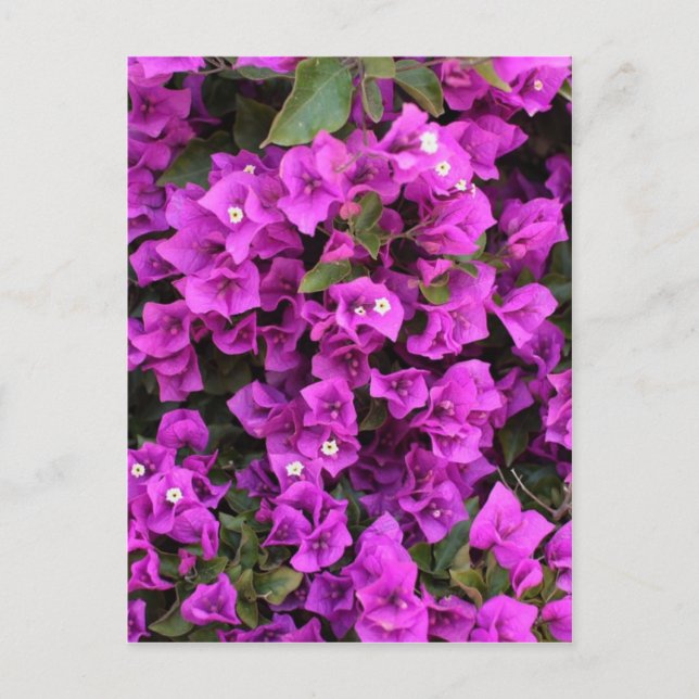 Postal Hermosa Bougainvillea (Anverso)