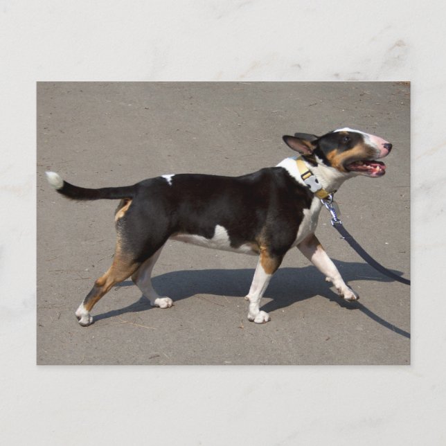 Postal Hermosa Bullterrier Tricolado (Anverso)