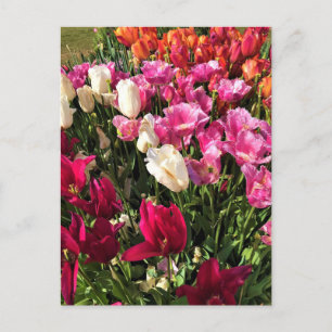 Postal Hermosa cama Tulip Garden, Oregón