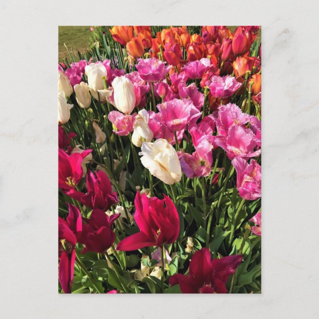 Postal Hermosa cama Tulip Garden, Oregón (Anverso)