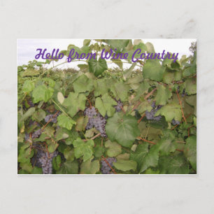 Postal Hermosa carta de uvas