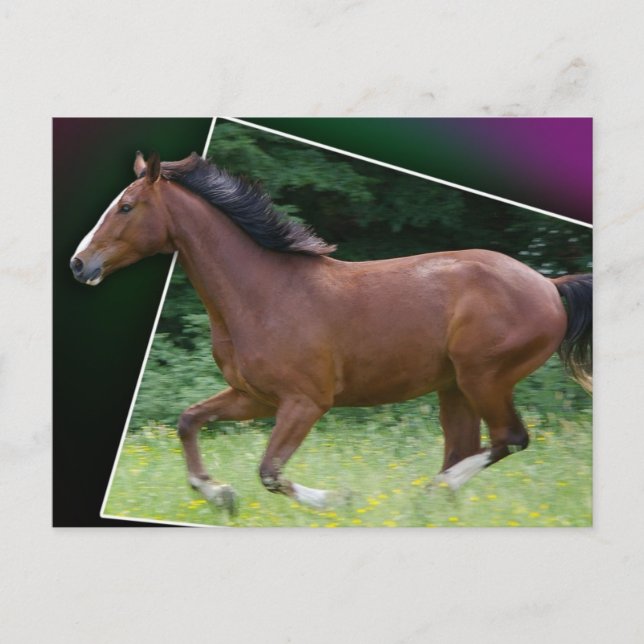 Postal hermosa del caballo (Anverso)