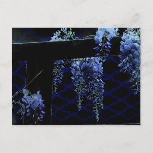 Postal Hermosa escarcha Lavanda Azul Wisteria Noche
