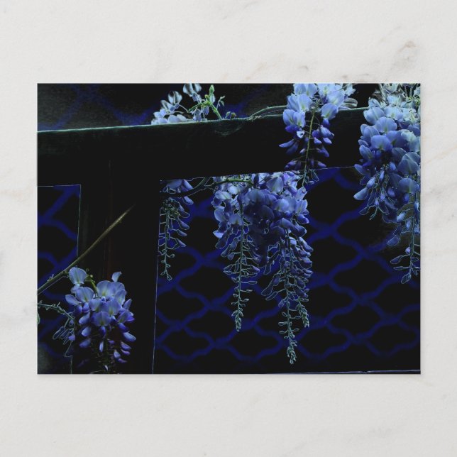 Postal Hermosa escarcha Lavanda Azul Wisteria Noche (Anverso)