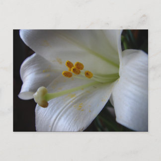 Postal Hermosa Flor