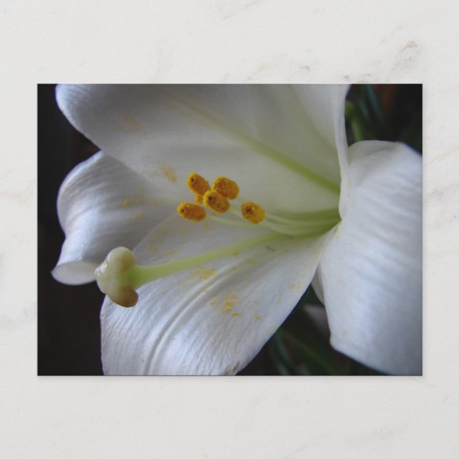 Postal Hermosa Flor (Anverso)
