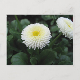 Postal Hermosa flor blanca