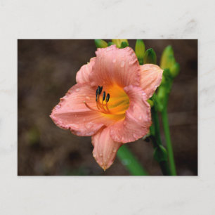 Postal Hermosa Flor Daylily