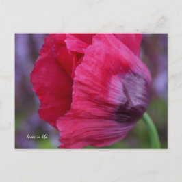 Postal Hermosa flor de amapola PInk y púrpura