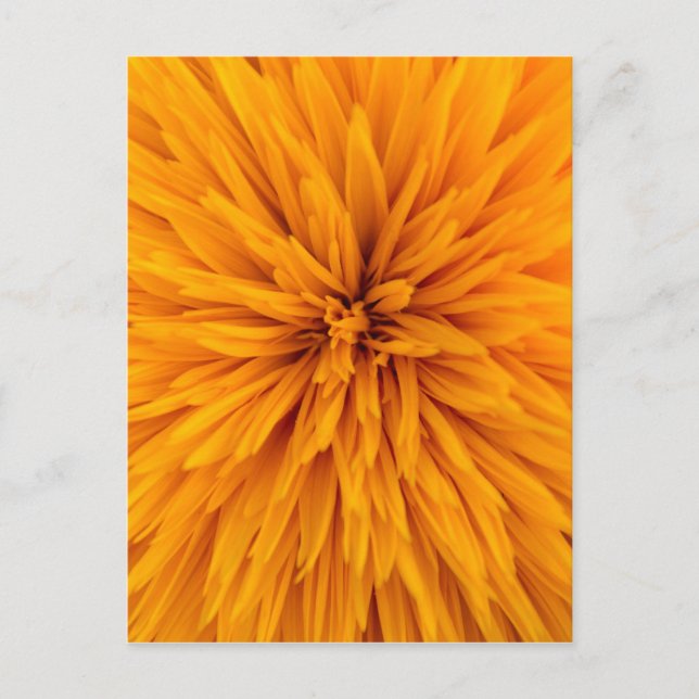 Postal Hermosa flor de Dahlia amarilla (Anverso)