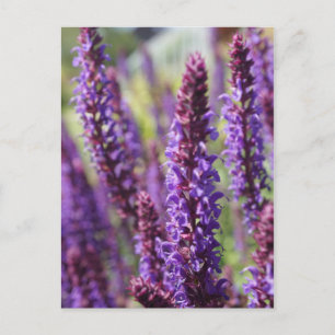 Postal Hermosa flor de lavanda morada