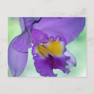 Postal Hermosa flor de orquídea morada