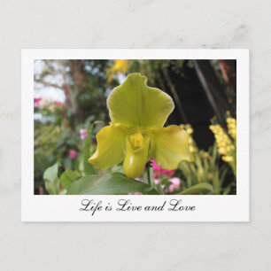 Postal Hermosa flor de orquídea verde, fotografía floral