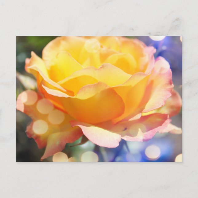 Postal Hermosa flor de rosa amarilla. Fotografía floral. (Anverso)