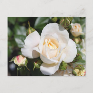 Postal hermosa flor de rosa blanca. amor y romance