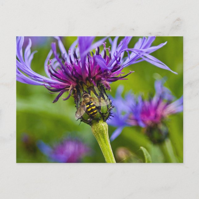 Postal Hermosa flor morada con abeja de miel (Anverso)