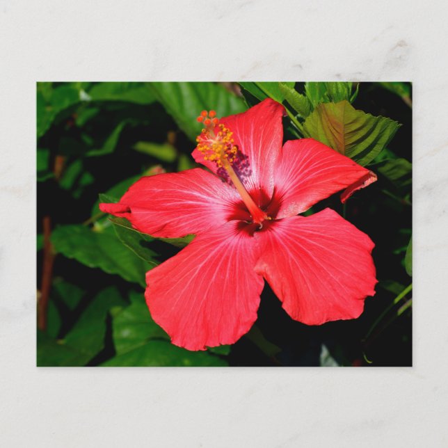 Postal Hermosa flor roja hibiscus (Anverso)