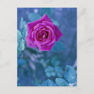 Postal Hermosa flor rosa