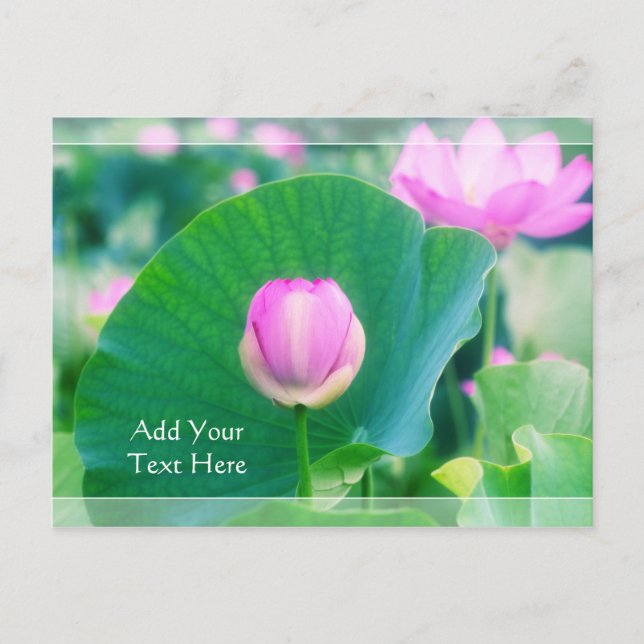 Postal Hermosa Flor rosa de Lotus Bud Flor de hojas verde (Anverso)