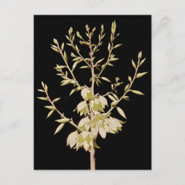Postal Hermosa flor yuca florece de noche en Texas