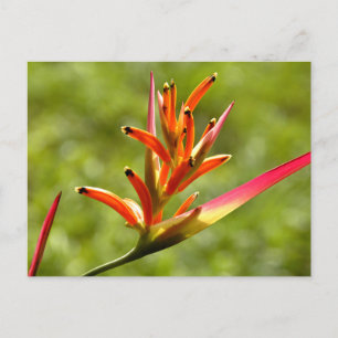 Postal Hermosa flora de Belice