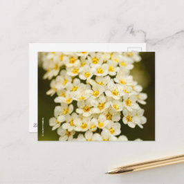 Postal Hermosa floral Bridalwreath Spiraea